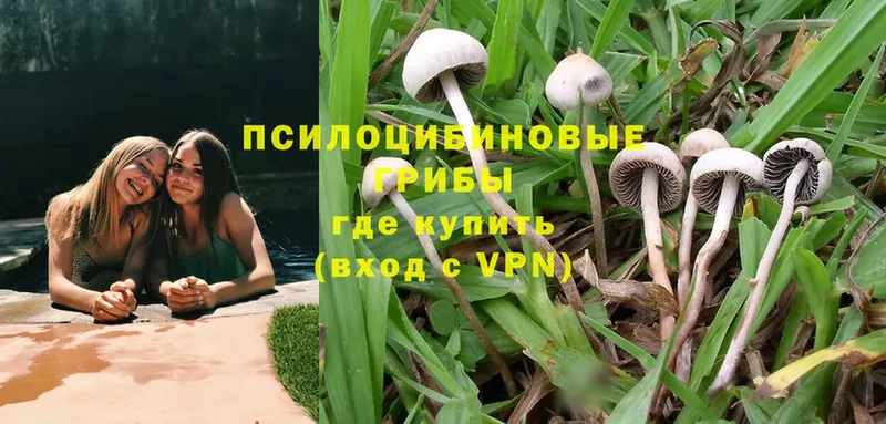 купить закладку  Серафимович  Галлюциногенные грибы Magic Shrooms 